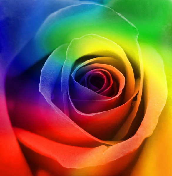 Rainbow Rose Background — Stock Photo, Image