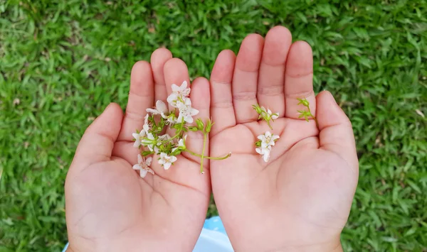Blommor i liten flicka händer — Stockfoto