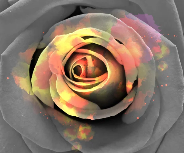 Abstract roses background. — Stock Photo, Image