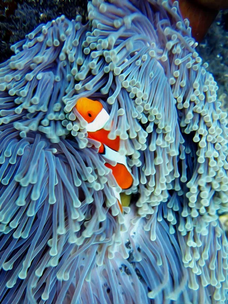 Pez payaso bajo el agua en azul Imagen de archivo