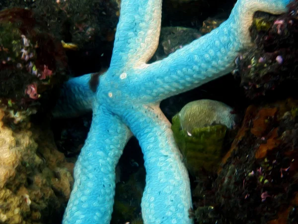 Морская звезда на камнях Лицензионные Стоковые Фото