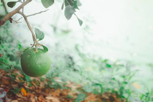 Close up of green grapefruit on a tree