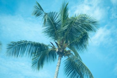 Hindistan cevizi palmiyeleri mavi gökyüzü arka planına karşı. Yaz tatili ve doğa yolculuğu macera konsepti