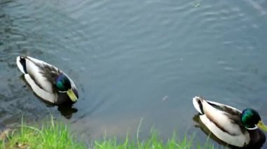 Şehir parkı gölünde yüzen ördekler. Hafif esintili güzel bir sonbahar günü. 