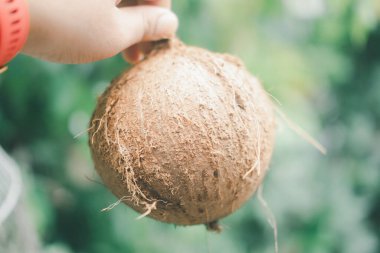 Hindistan cevizi meyvesi bahçenin arka planında soyulmuş.