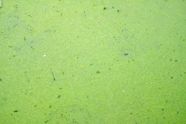 Suda yeşil ördek otu. Üst görünüm
