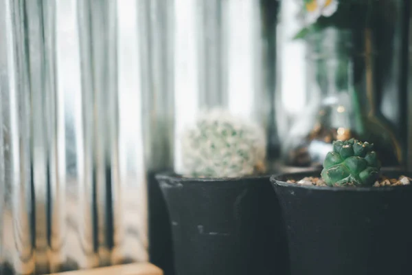 Potted Cactus Outdoor Table Selective Focus — Stock Photo, Image