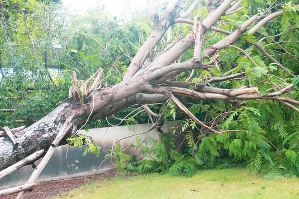 Fallen big tree damage by natural windstorm