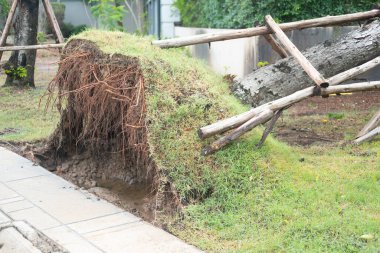 Tayland 'da yaz fırtınası sonrası devrilen ağaçlar..