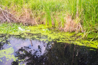 Kirli siyah kirli atık su kanalı Bangkok şehrinde.