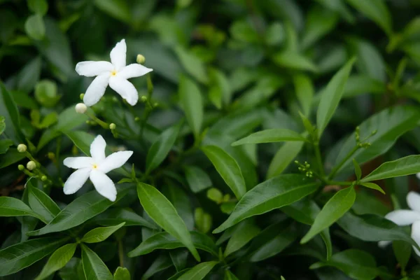 Andaman Satinwood Fehér Virág Fényes Nappal Friss Levegő Környezetben — Stock Fotó