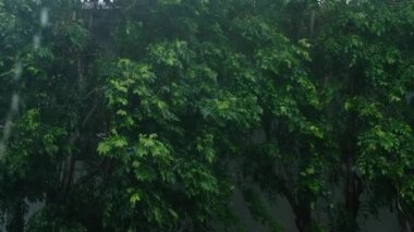 Şiddetli rüzgar ve yağmur, ağaçlar vahşice esiyor. Ağaçlı yağmur fırtınası