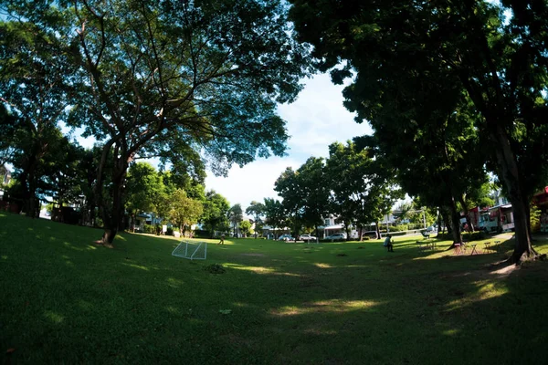Grüner Park Wohnsiedlung Großer Baum Als Hintergrund Für Ein Foto — Stockfoto
