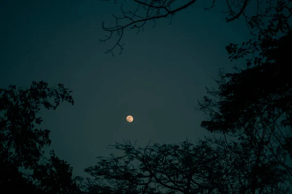 Lua Cheia Noite Com Árvore Como Enquadramento Visto Através Algumas — Fotografia de Stock