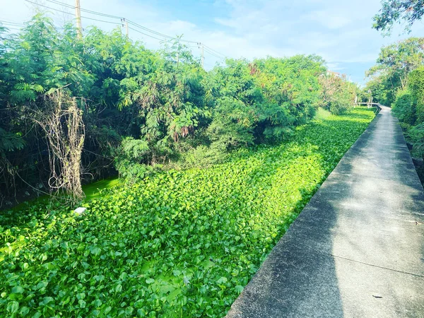 Pasarela Canal Con Lleno Jacinto Agua País Tailandia — Foto de Stock