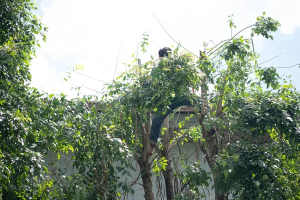 Trabalhador Aparar Membros Uma Árvore Tailândia — Fotografia de Stock