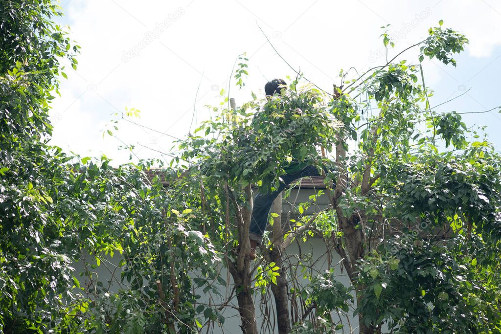 Worker trimming limbs off a tree in Thailand.
