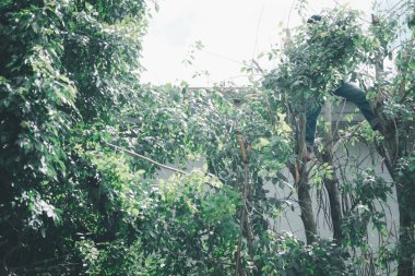 Profesyonel bahçıvan testereyle ağaç kesiyor.