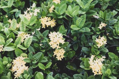 Sarı çalı ağacı bahçede çiçek açar. Kapat.