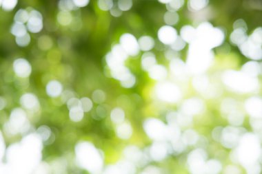 Tasarım için yeşil yaprak bokeh desen arkaplanı