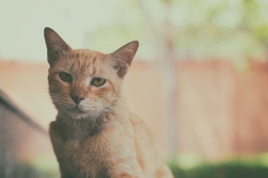 sokak kedisi vintage filtre arka plan ile park Caddesi üzerinde kapatın