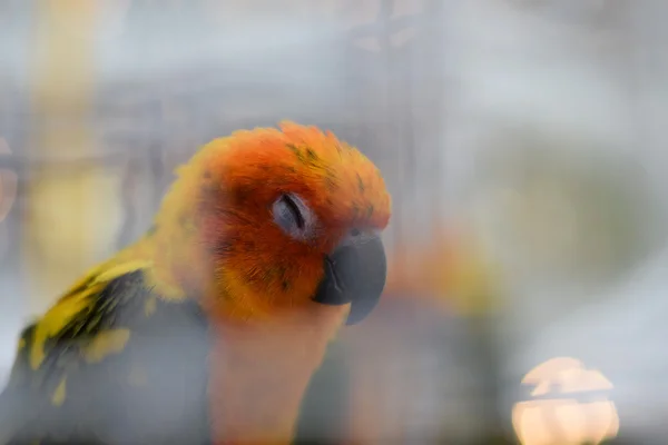 Fechar papagaio adormecido no fundo da gaiola Fotos De Bancos De Imagens