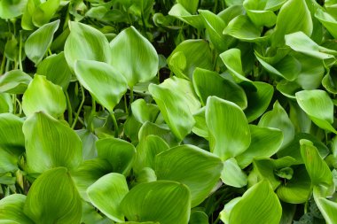 Su sümbül (arka plan grup)