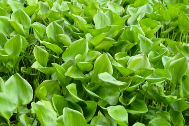 Su sümbül (arka plan grup)