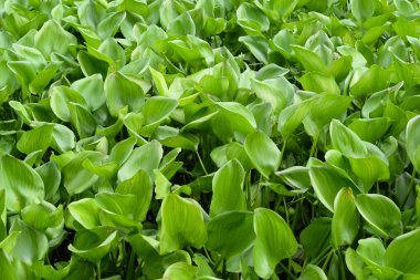 Su sümbül (arka plan grup)