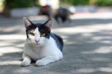 siyah ve beyaz evsiz kedi Caddesi (arka plan üzerinde döşeme yukarıya kapatmak)