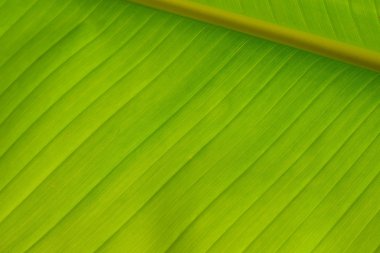 Muz Yaprak doku (arka plan closeup)