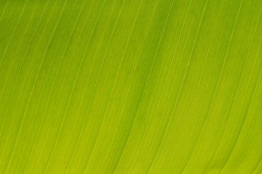 Muz Yaprak doku (arka plan closeup)