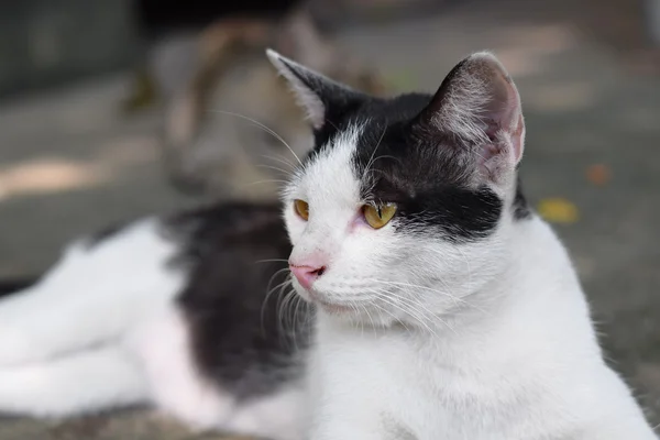 Закрыть черно-белый бездомный кот, лежащий на улице (фон ) — стоковое фото
