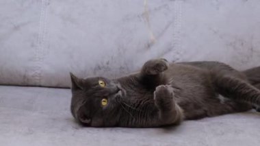 İple oynayan komik gri kedi
