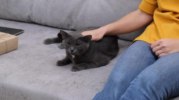 Egy Női Kéz Simogat Egy Szürke Macskát Kanapén Háziállat — Stock videók
