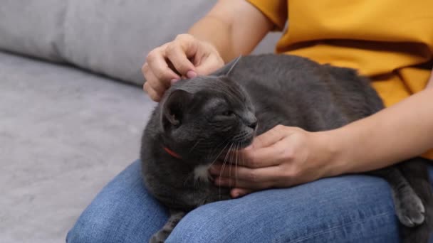 Mascota Doméstica Manos Del Propietario Mano Una Hembra Acariciando Gato — Vídeo de stock