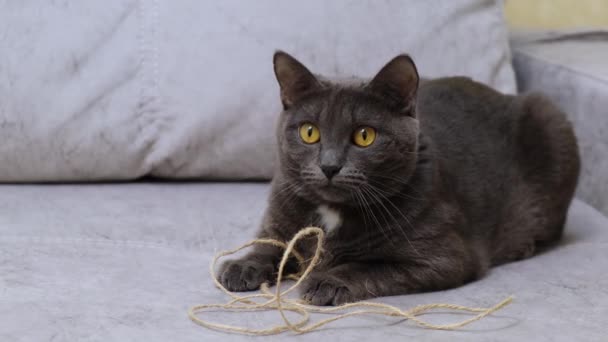 Auf Dem Sofa Sitzt Eine Graue Katze Schöne Graue Katze — Stockvideo