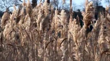 Pampas grass. Reeds Grass swings in the wind. Autumn dried reeds
