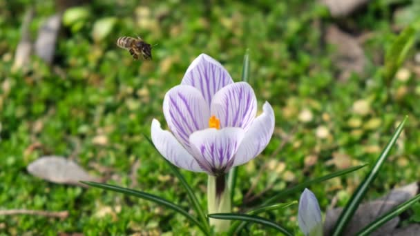 ミツバチは紫色のクロッカスを受粉させる ミツバチの詳細な4Kビデオは 緑色の背景に紫色のクロッカスをピンクの花の頭に授粉します — ストック動画