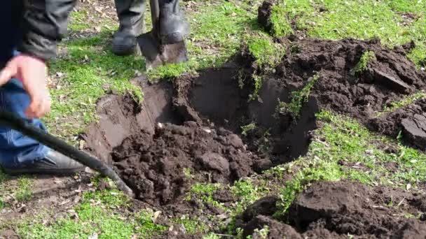 Werknemers Planten Bomen Mens Plant Een Boom Handen Met Schop — Stockvideo