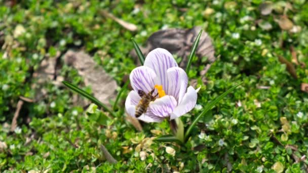 クロッカス ヴェルヌスまたはクロッカスとも呼ばれる紫色のサフラン クロッカスに蜜を集める蜂 — ストック動画