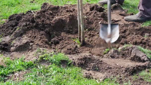 Processus Travail Plantation Arbre Travailleur Forestier Plante Arbre Ferme Natura — Video