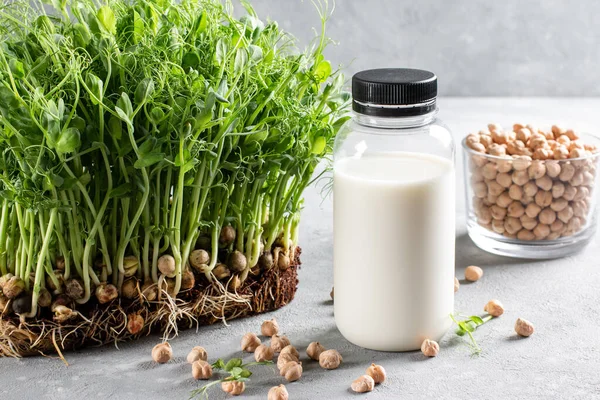 Alternative vegan milk of chickpeas in bottle, raw chickpeas in glass on light gray background. Non-dairy lactose free milk.