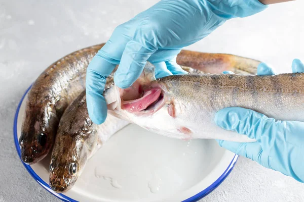 Verificar Frescura Dos Peixes Brânquias Abertas Poleiro Lúcio Fresco Peixe — Fotografia de Stock