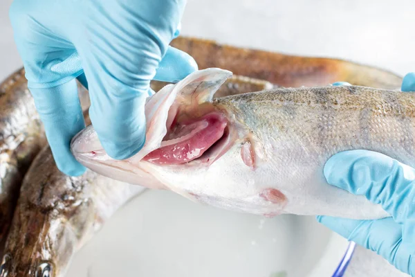 Controllo Freschezza Del Pesce Branchie Aperte Persico Luccio Fresco Pesce — Foto Stock