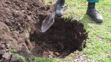 Yerde kürekle çukur kazan adam. Ağaç dikme. Ekoloji restorasyonu. Bir kürek toprağı kazıyor.