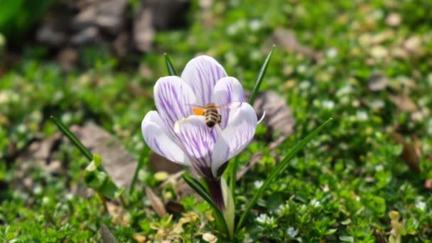 Пчелы Собирают Нектар Весенних Цветах Крокуса Солнечный Весенний День — стоковое видео