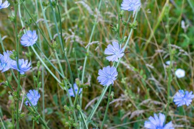 Odaklanmamış arka planda güzel bir hindiba çiçeği. Seçici odak