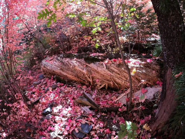 秋の森の風景-減衰ログ,ツーソン,アリゾナ州 — ストック写真