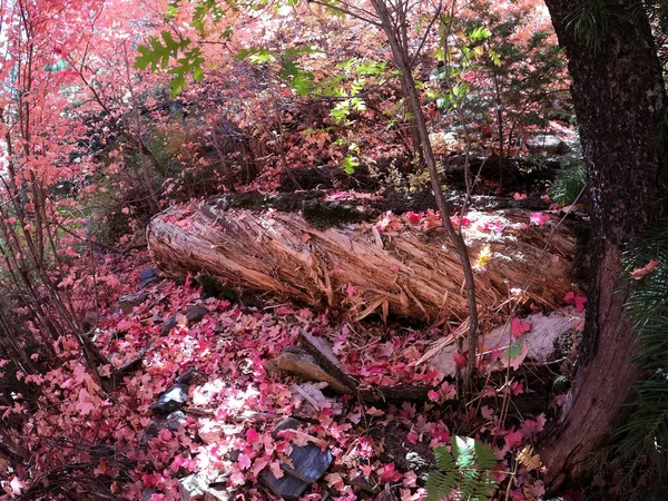 Autumn Forest Scene - Zerfallender Baumstamm, Tucson, Arizona — Stockfoto